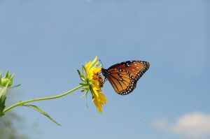 Self-Kindness