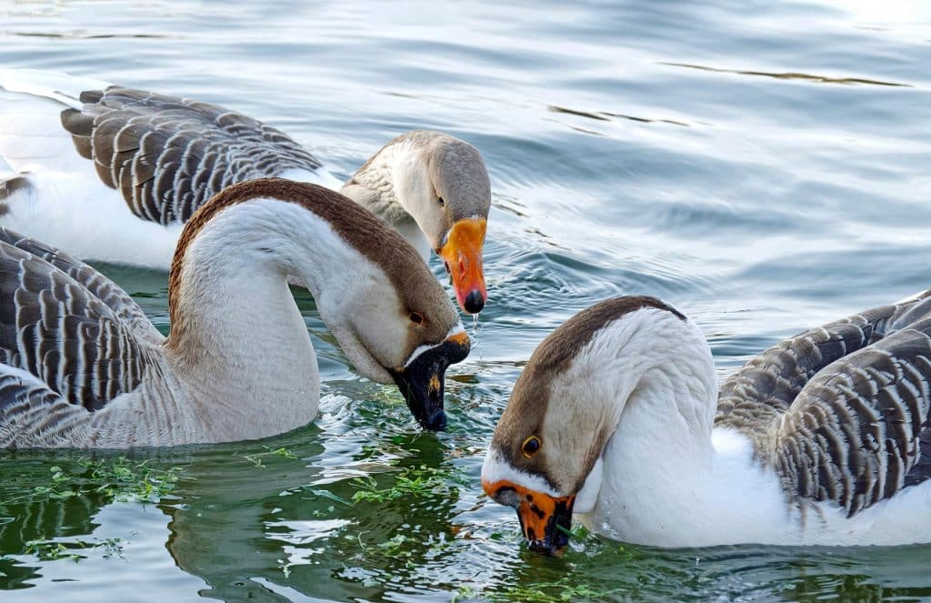 geese, lake, birds, plumage, water, wildlife, waterbirds, waterfowls, nature, animals-8312440.jpg