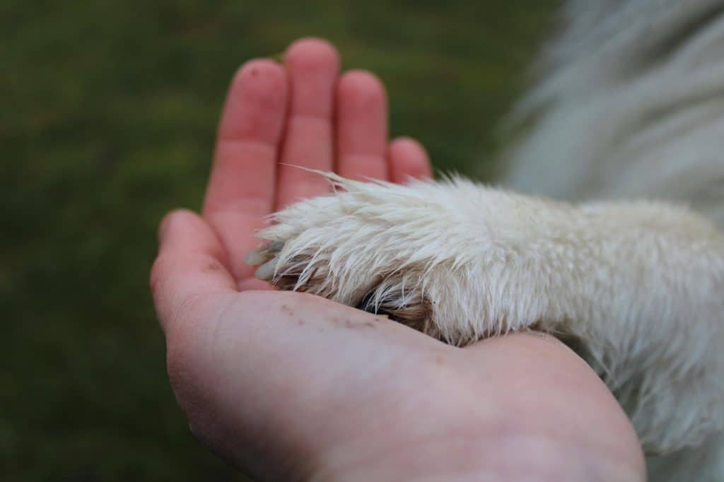 paw, hand, friendship, pet, love, together, team, handshake, animal, fun, happy, friends, dog, human-6916413.jpg