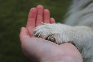 paw, hand, friendship, pet, love, together, team, handshake, animal, fun, happy, friends, dog, human-6916413.jpg