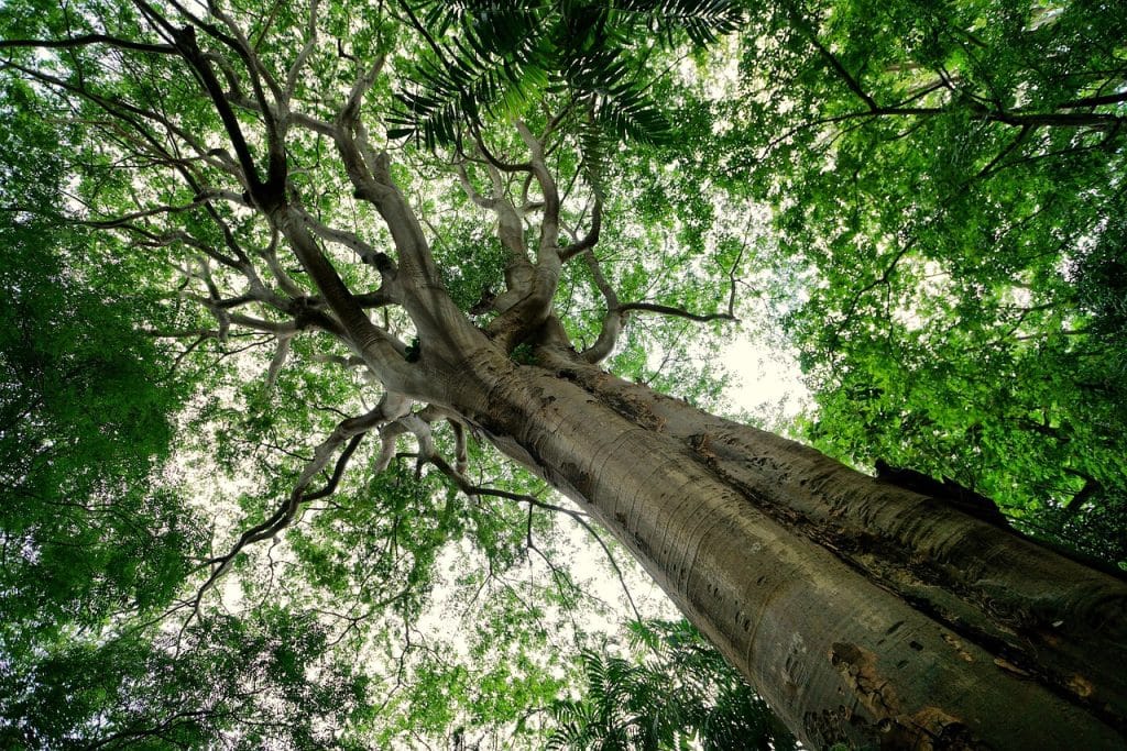 trees, canopy, nature, landscape, forest, woods-7322539.jpg