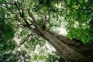 trees, canopy, nature, landscape, forest, woods-7322539.jpg